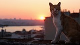 PHOTO COURTESY OSCILLOSCOPE LABORATORIES - Kamil, one of several feline - subjects of the Turkish documentary "Kedi."