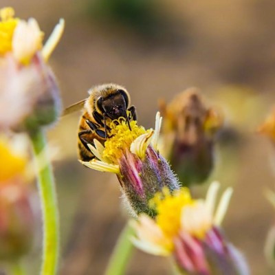 [Webinar] Extending the Table for Pollinators, People, & the Planet (with Q&A)