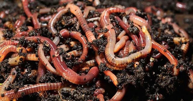 worms-huddling-together-1.jpg