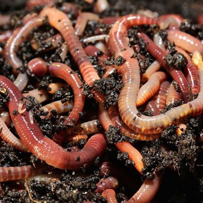 Worms and Living Soil: The Organic Way to Garden with Northeast Worms